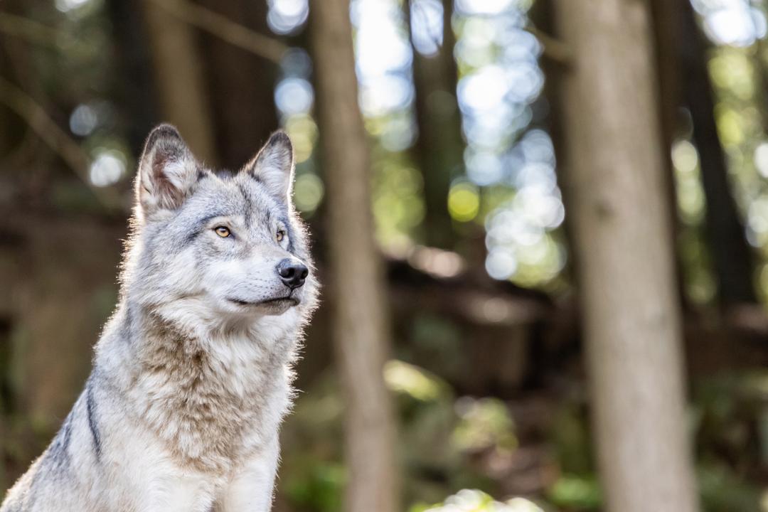 Ce loup canadien a trouvé une technique ingénieuse pour contourner un piège humain...