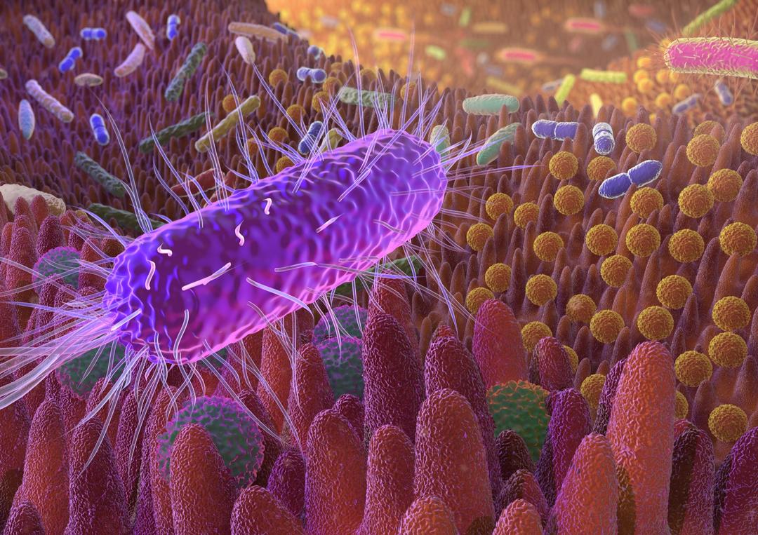 Le microbiote responsable de la prise de poids aprs l'arrt du tabac ?