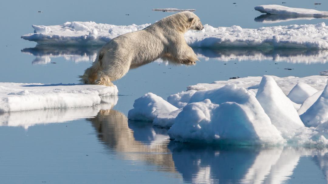 Comment Les Ours Polaires Ont Surv cu La Grande Crise Climatique D il comment-les-ours-polaires-ont-surv-cu-la-grande-crise-climatique-d-il