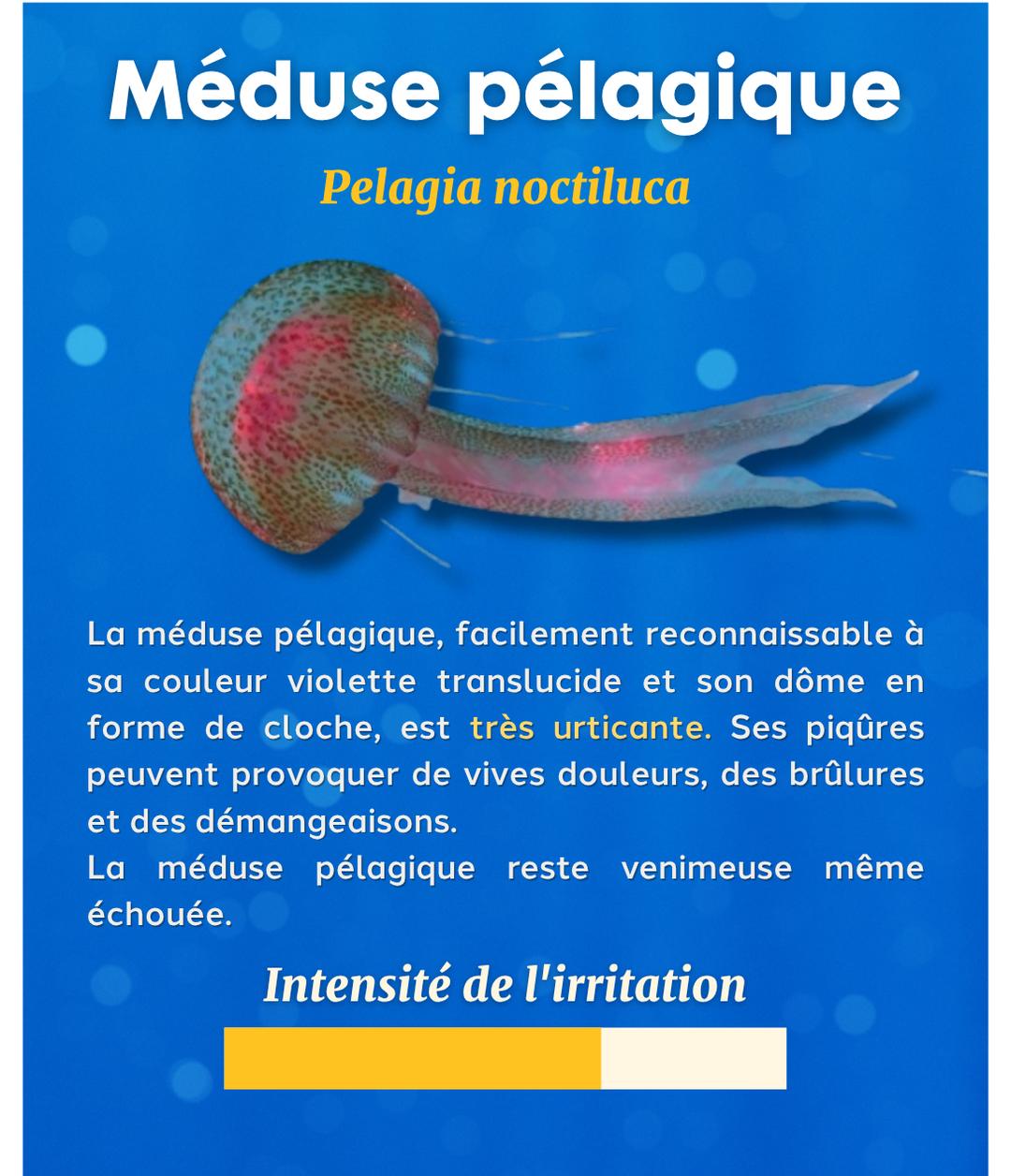 Voici les méduses qui envahissent les plages françaises attention — free download