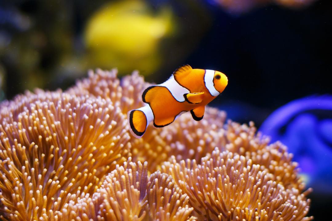 Voici l'étonnante stratégie utilisée par les poissons-clowns pour survivre aux vagues de chaleur marines