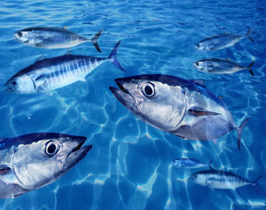 Les poissons ne ressentent pas la douleur, vrai ou faux
