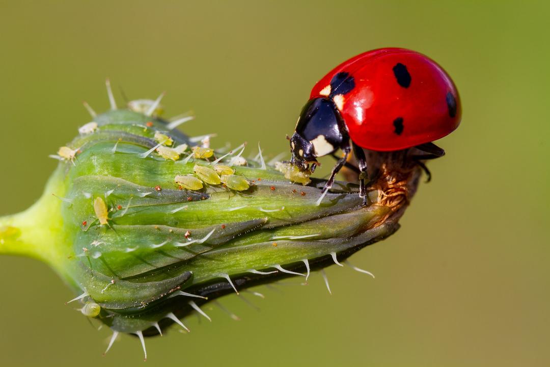 Pucerelles Insectes Pucerons au jardin : les gestes simples qui peuvent sauver vos plantes ...