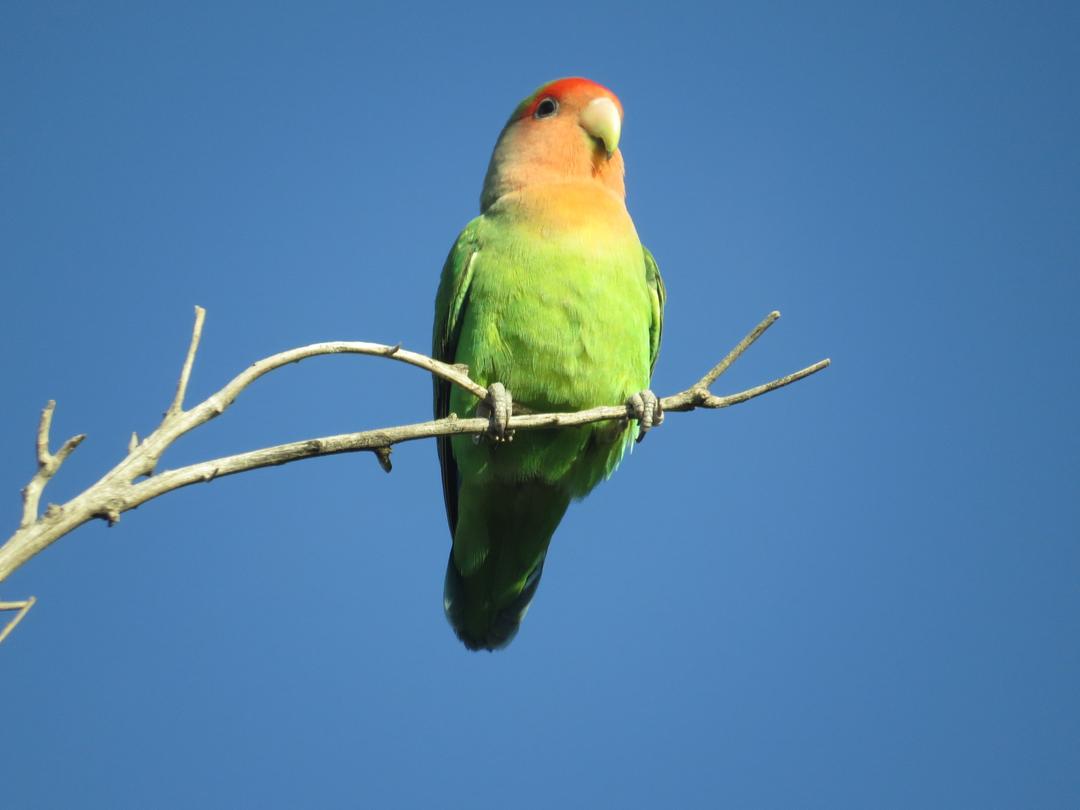 Perruches Des Oiseaux Perroquets - Photo gratuite sur