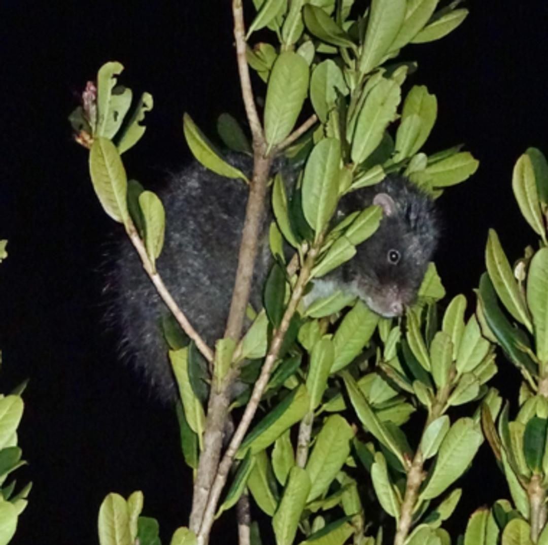 Animal Qui Ressemble A Un Rat Geantnull