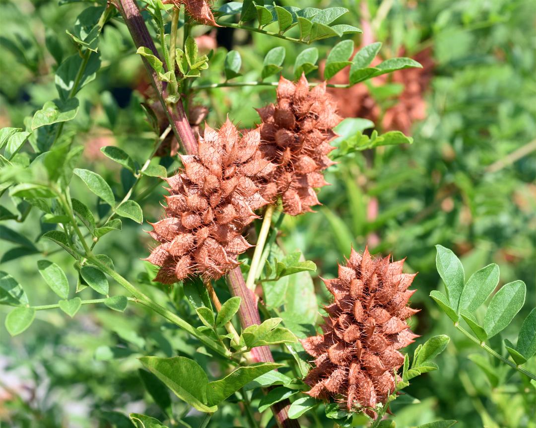 reglisse plante semaine 4