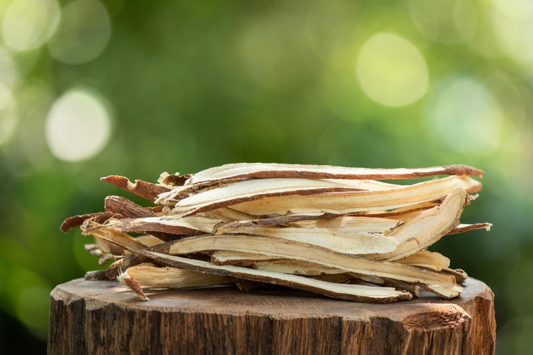 reglisse plante semaine 5