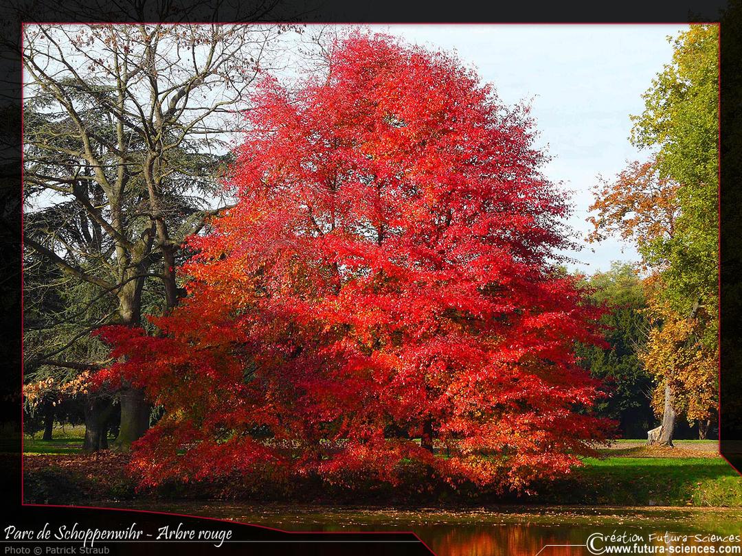 Automne rouge