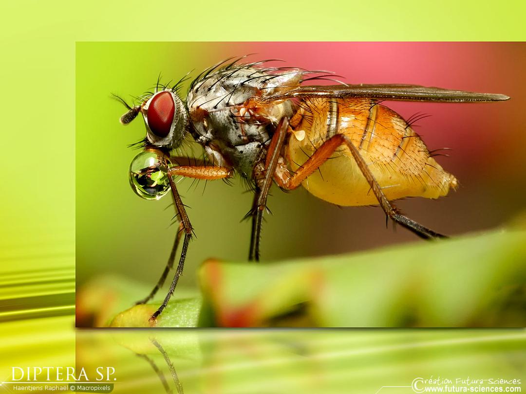 Diptera SP.