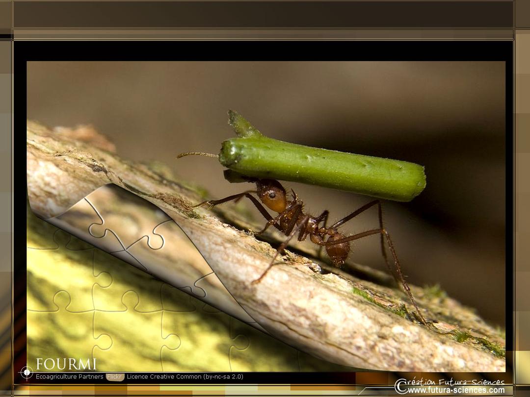 Fourmi Insecte Fourmi