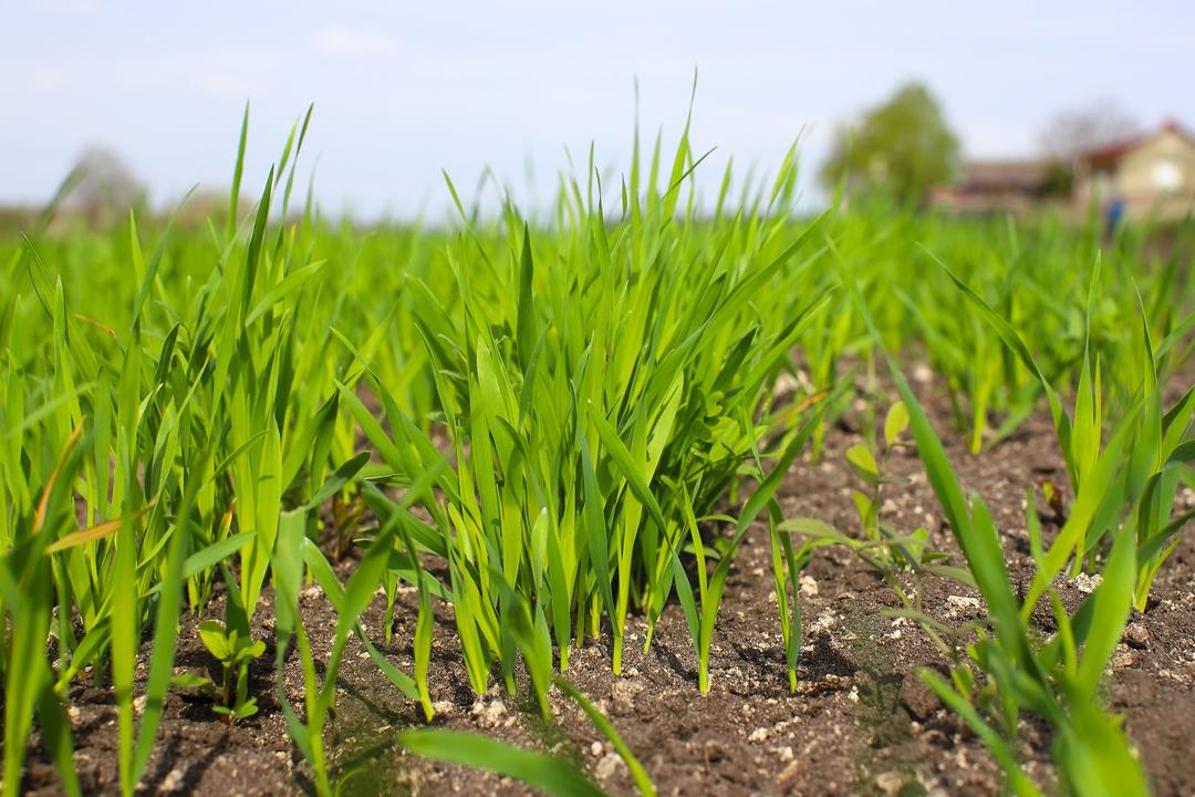 Quand et comment semer les engrais verts au potager en automne — free download