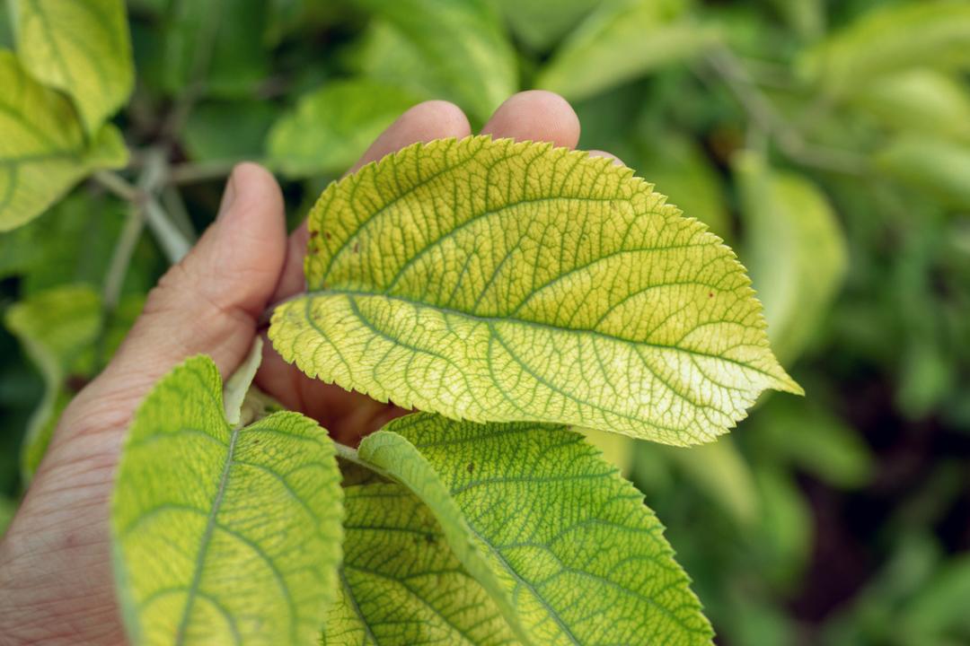 Les plantes émettent des sons quand elles souffrent : voici la fascinante découverte de chercheurs