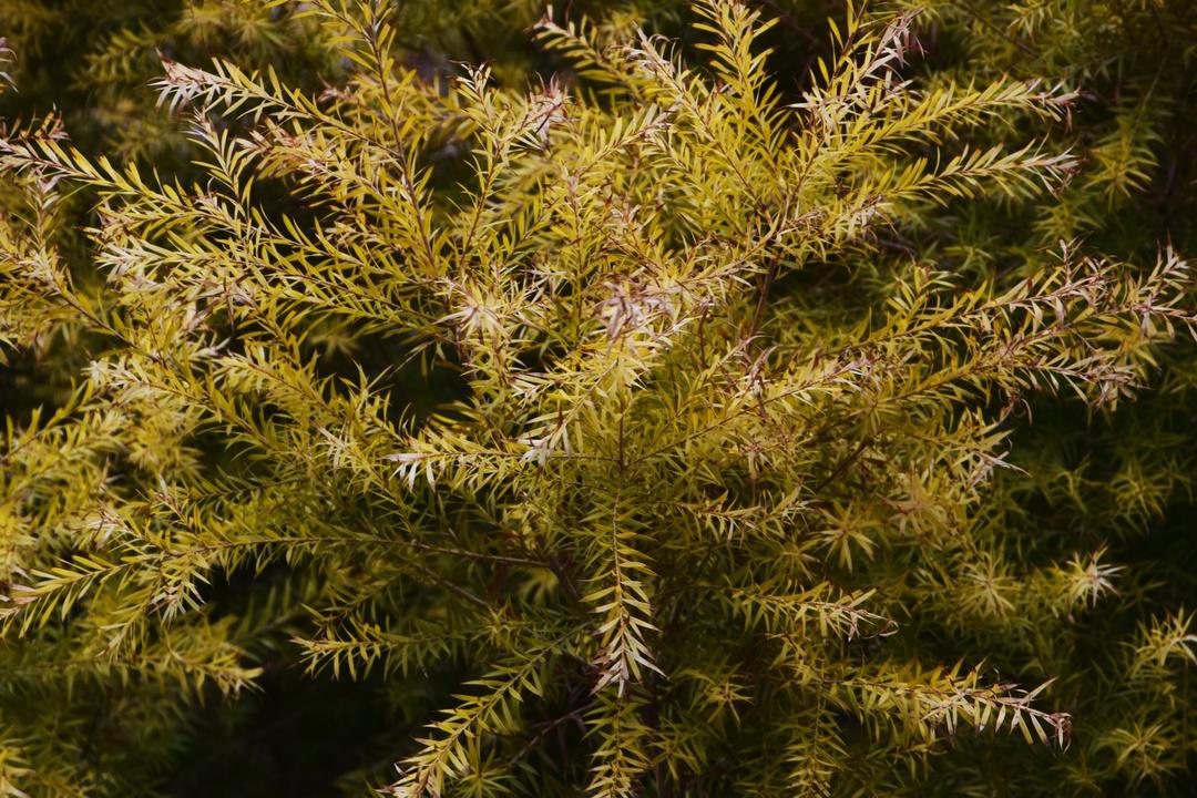 Quels sont les bienfaits du tea tree