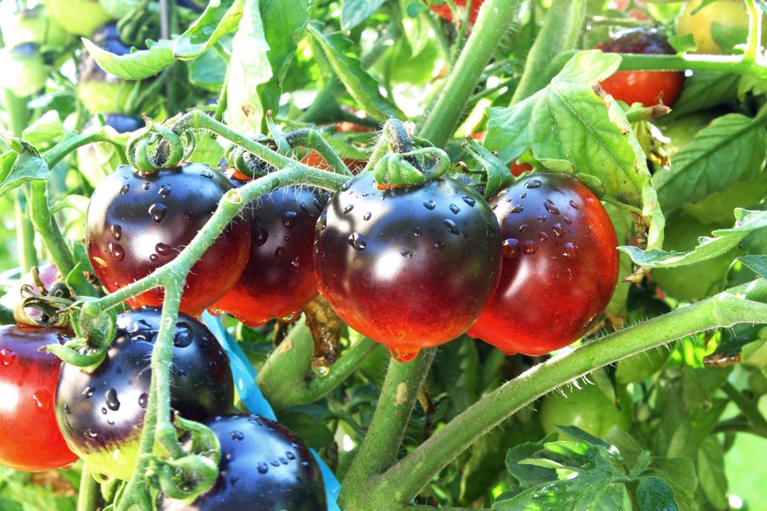 180 Graines De Tomates Anciennes - 12 Variétés Mélangées, Rares + Un Cadeau !