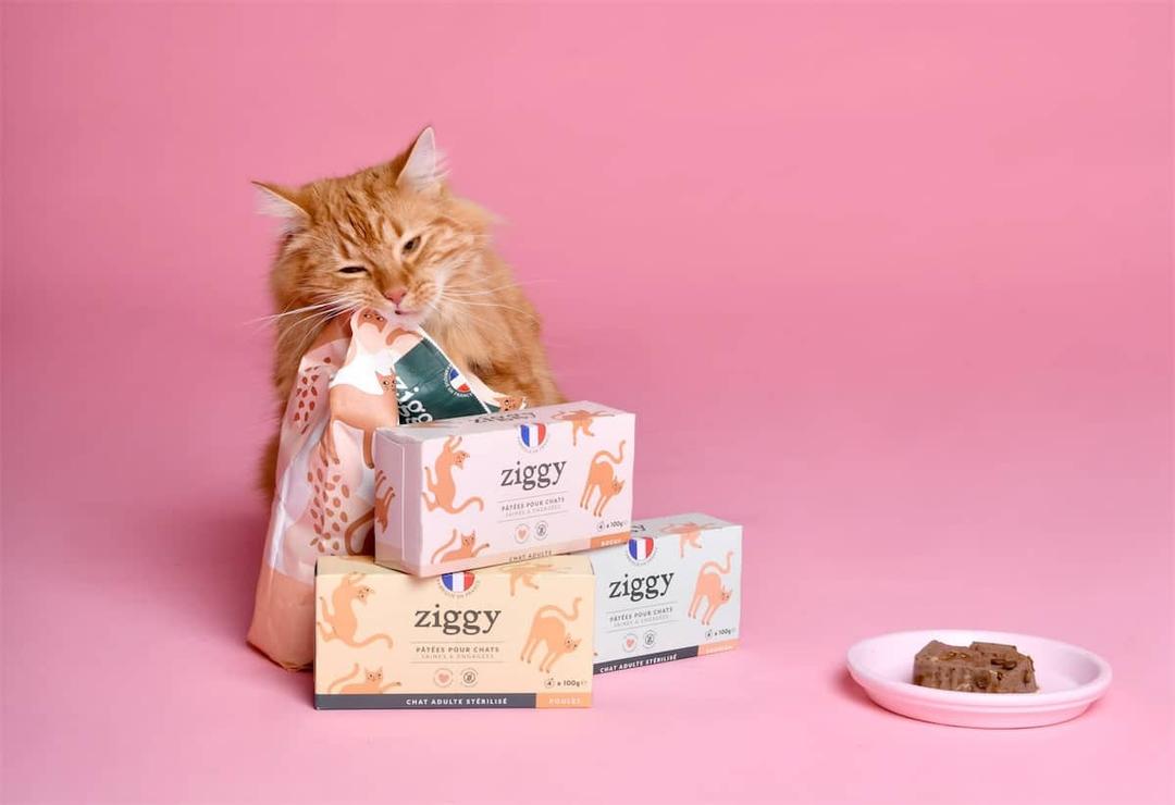 l-alimentation-pour-chat-ziggy-pour-un-f-lin-en-bonne-sant