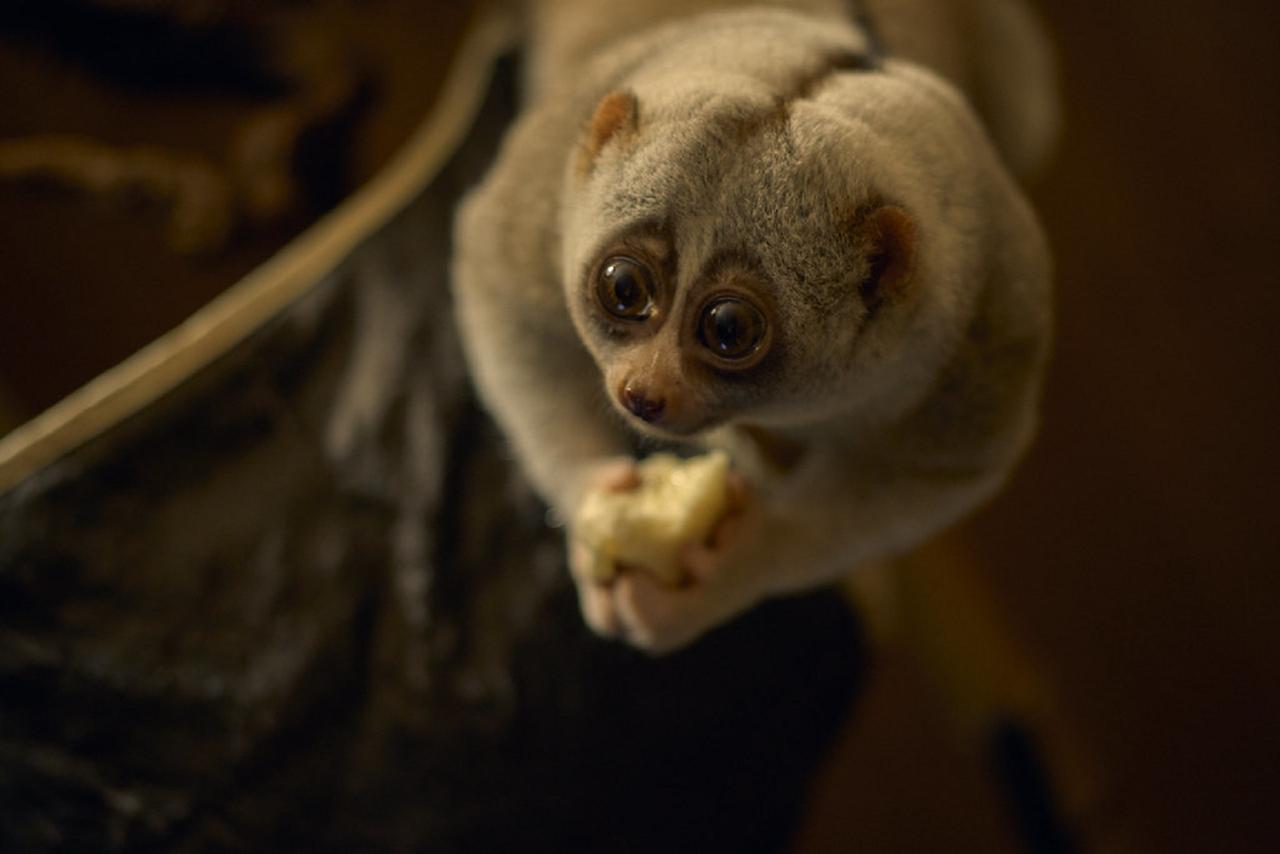 Loris lent își scoate limba în mâinile femeilor izolate pe plajă . —  Fotografie © de stoc nelka7812 #115321520, image size:1280x854
