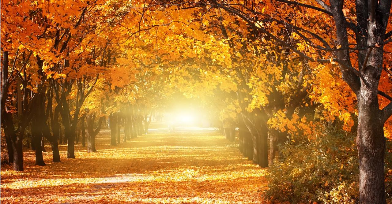 C'est l'automne ! Découvrez nos plus belles images, image size:1280x667