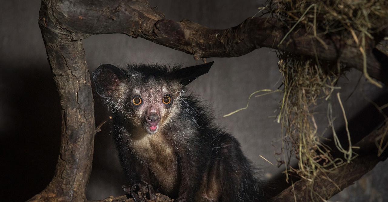 Les animaux qui font peur, image size:1280x667