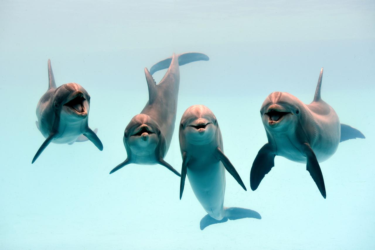 Les dauphins s'appellent par leurs prénoms, image size:1280x854