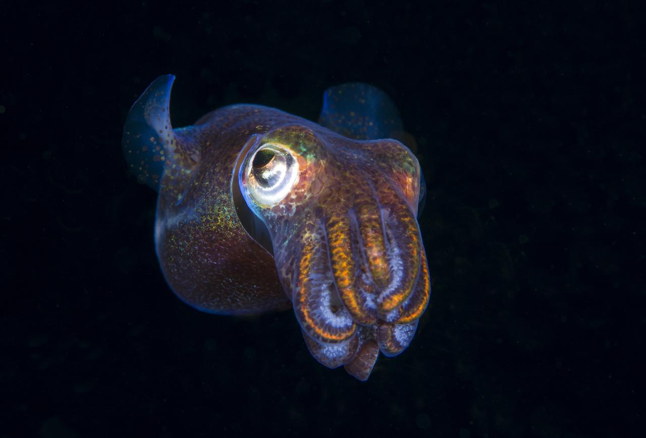 La Nasa envoie des bébés calamars luminescents et des tardigrades dans l' espace, image size:1280x867