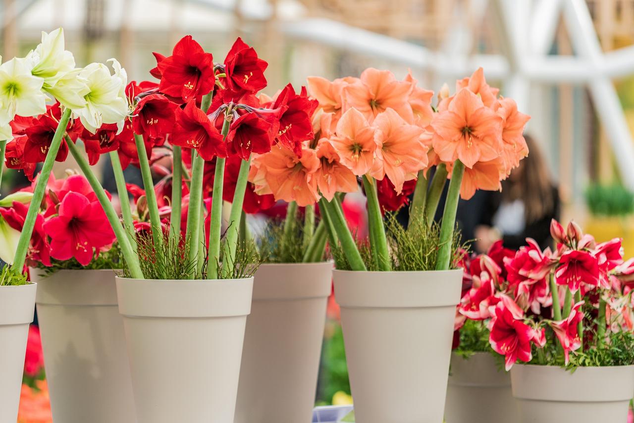 Après Noël, comment faire refleurir un bulbe d'amaryllis — free download