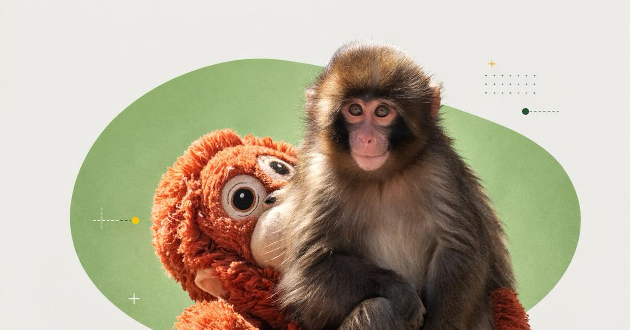 Bébé macaque Punch : ce qui se cache vraiment derrière les vidéos « adorables » d’animaux sauvages