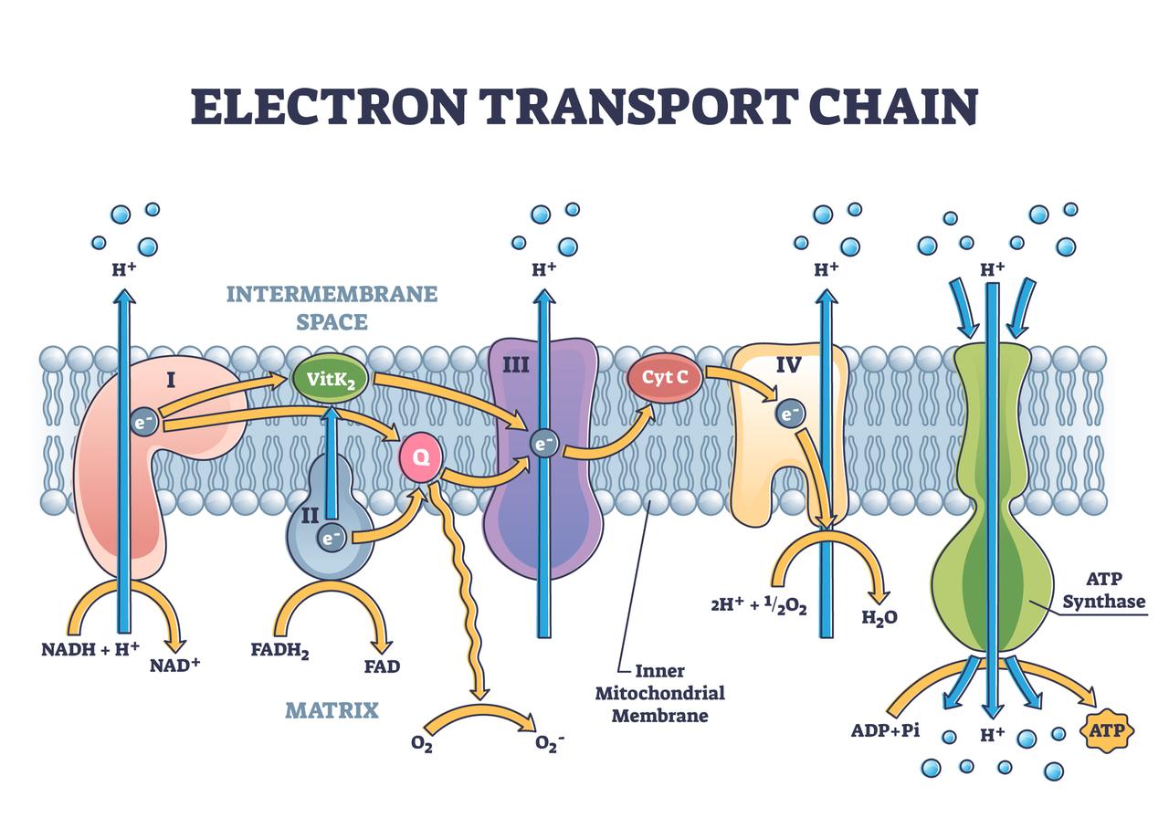 Définition | Chaîne respiratoire : qu'est-ce que c'est ? | Futura santé, image size:1280x896