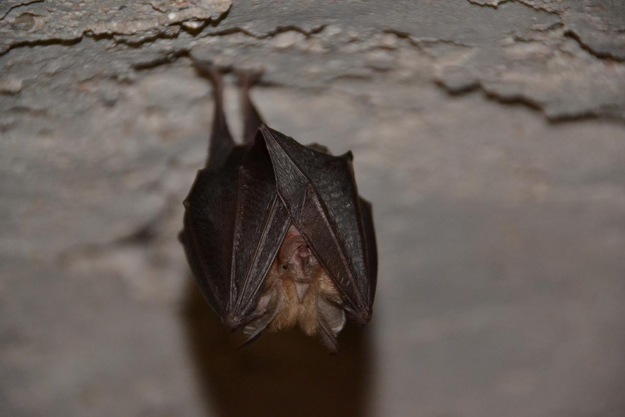 CHAUVE SOURIS XL A ACCROCHER 58X26X50CM