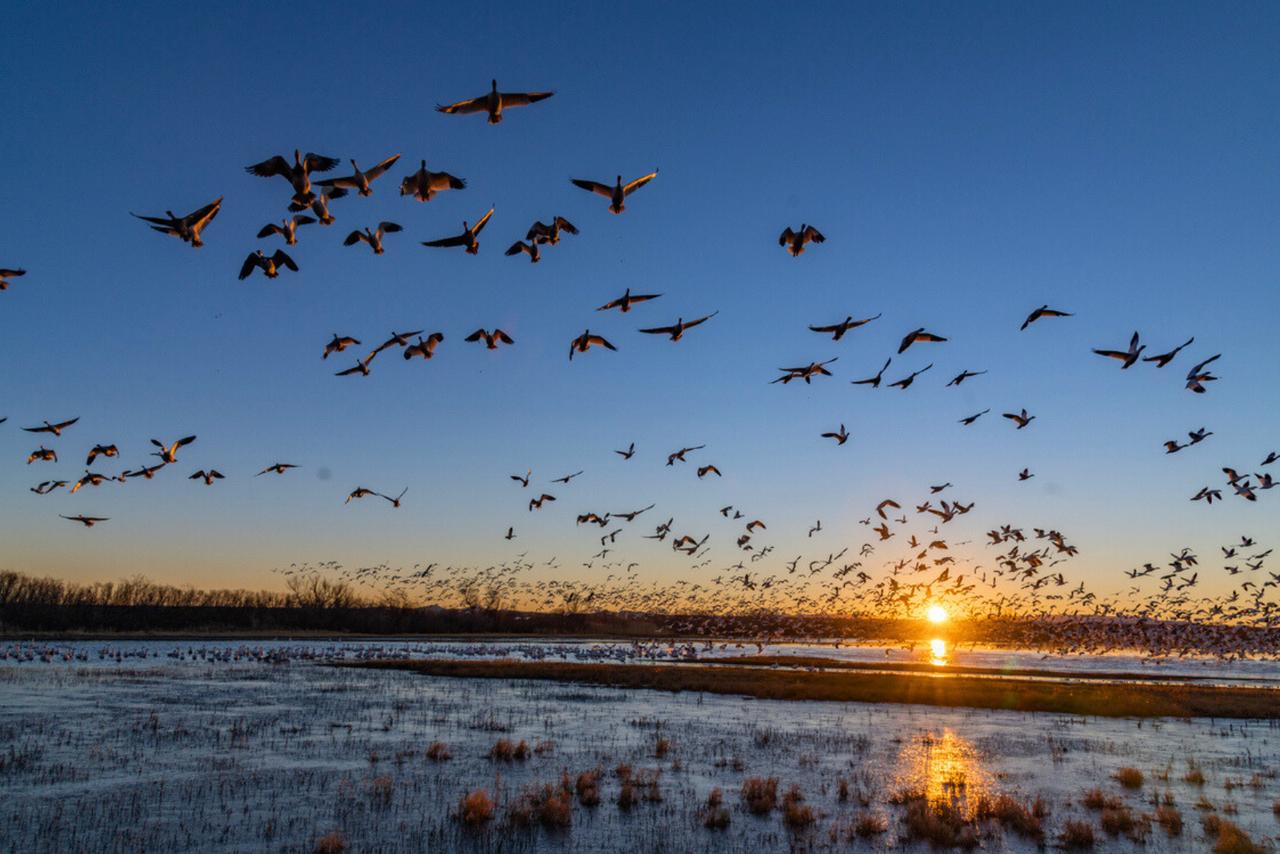 comment-les-oiseaux-migrateurs-parcourent-ils-des-milliers-de