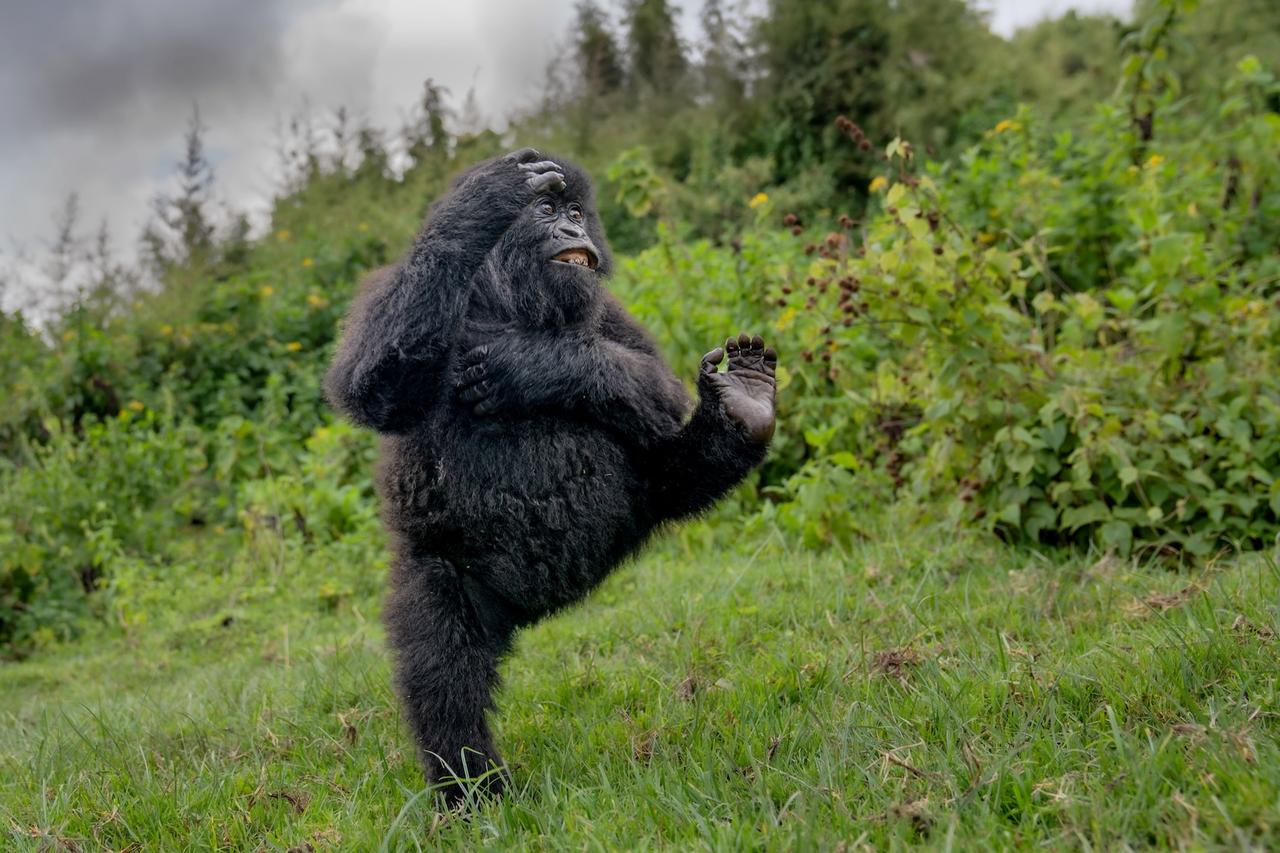 Voici Les Photos Animali res Les Plus Dr les De L ann e Impossible De Voici Les Photos Animali res Les Plus Dr les De L ann e Impossible De
