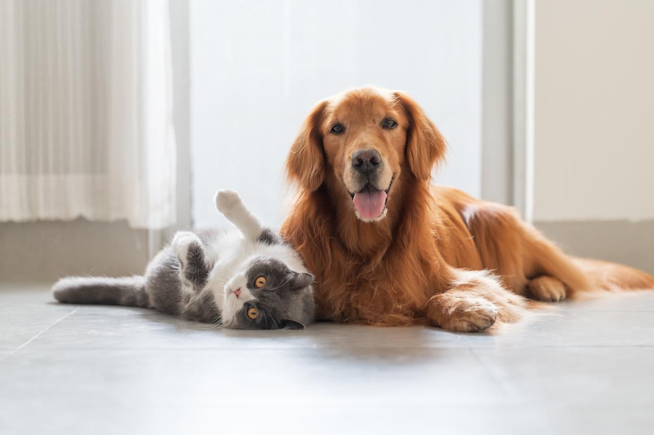 Chats ou chiens : qui a le plus d’impact écologique ?