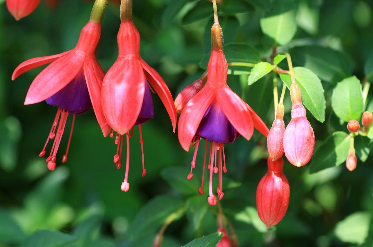 Dfinition | Fuchsia : qu'est-ce que c'est ? | Futura plante