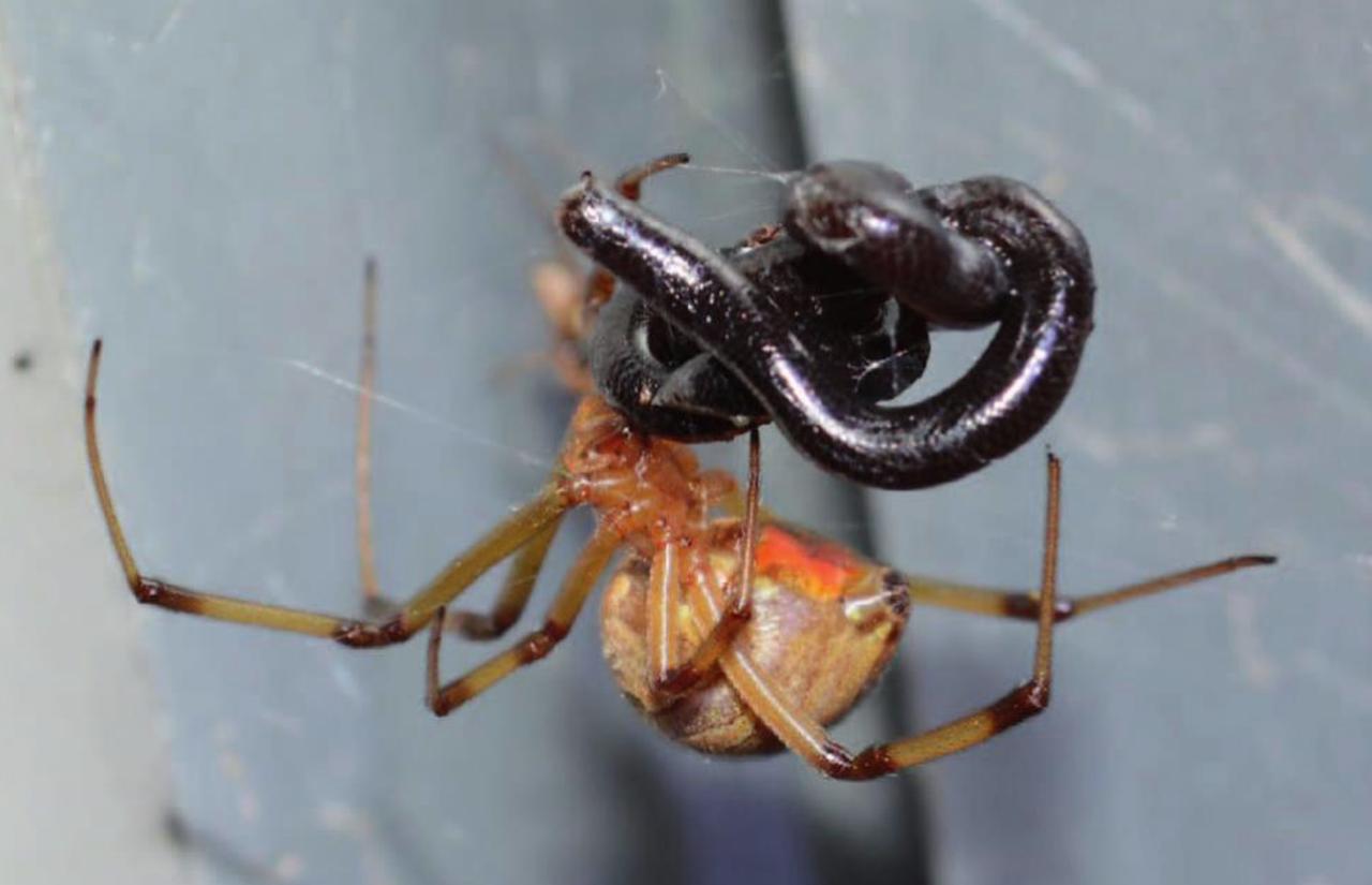 Une Latrodectus geometricus qui s&#39;attaque à un Typhlops commun au Mexique. © Matias Martinez