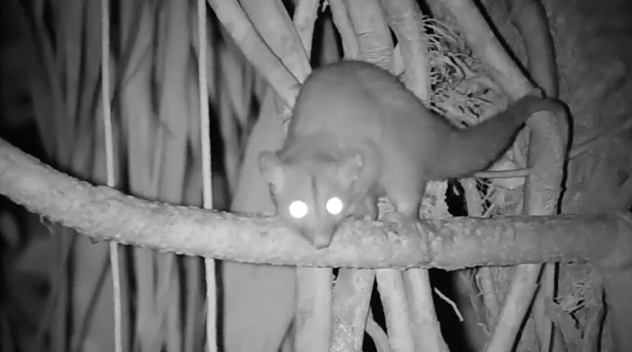 Ils ont filmé la cime des arbres toute la nuit : ce qui apparaît dans l’obscurité est fascinant