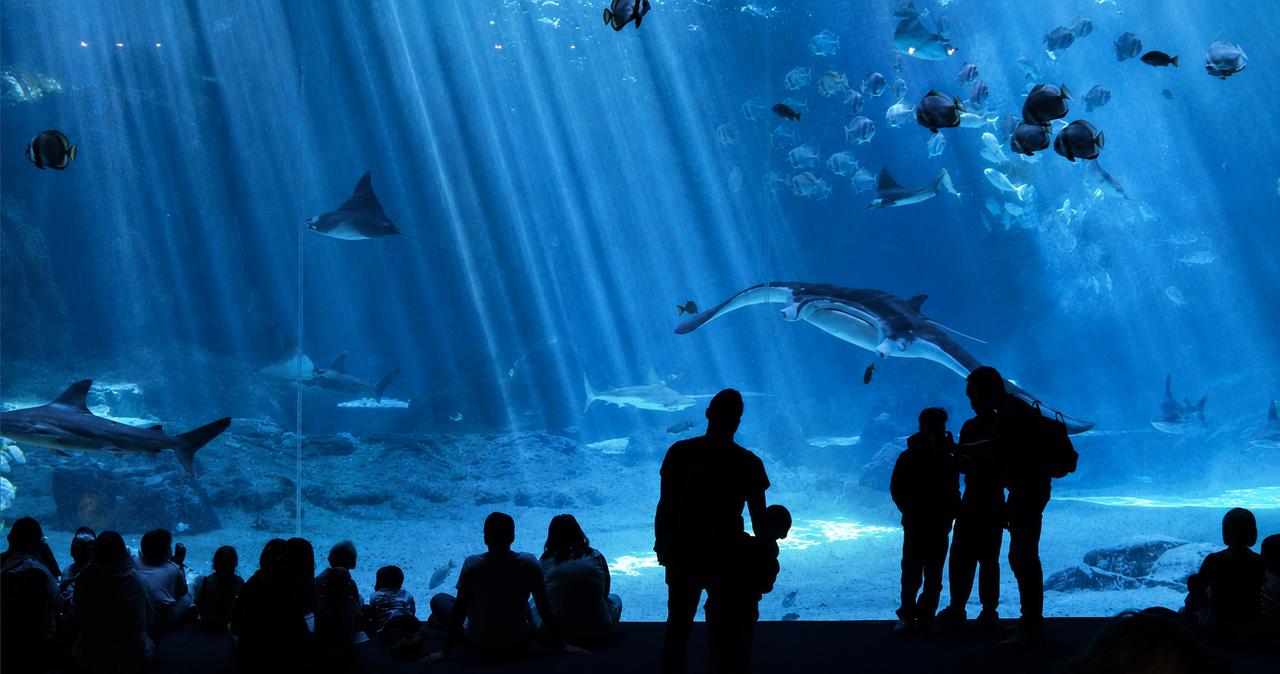 Les aquariums peuvent-ils vraiment aider à sauver l’océan ? Ce que révèle ce colloque