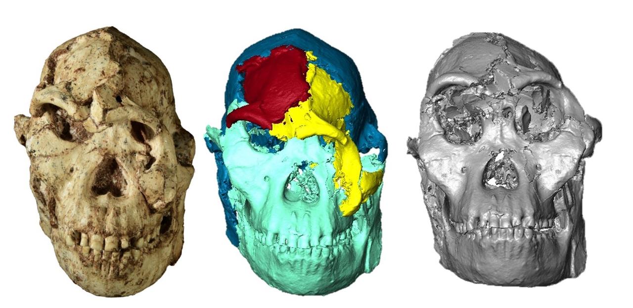 Little Foot : première reconstitution 3D du crâne malgré les fractures, ce que les chercheurs ont découvert