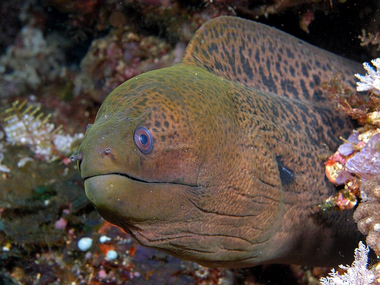 La murène géante fait équipe avec d’autres poissons pour chasser