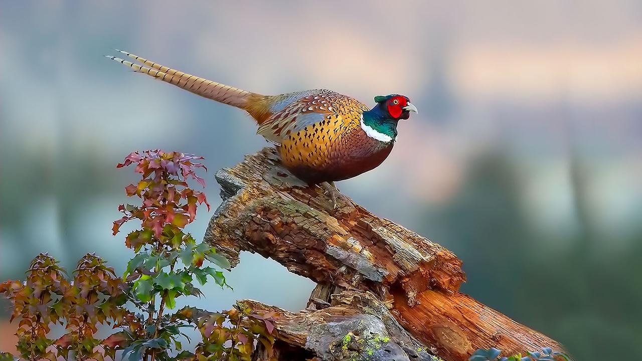 La faune sauvage, par Alan et Elaine Wilson, image size:1280x720