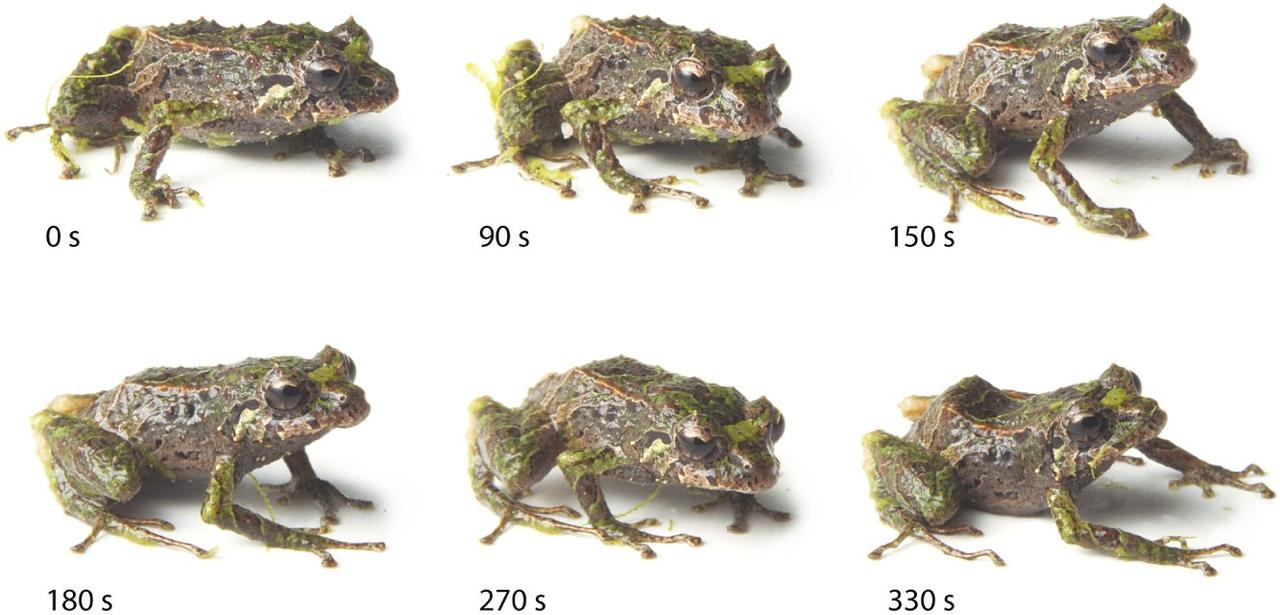 Préservatifs Fantaisie Peints à La Main Modèle Grenouille - Condomerie - Neuf