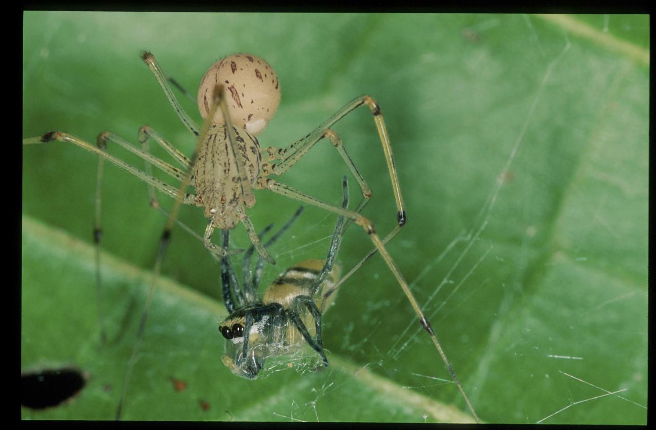Anti fourmis araignées kb aérosol 400ml /nc - kb