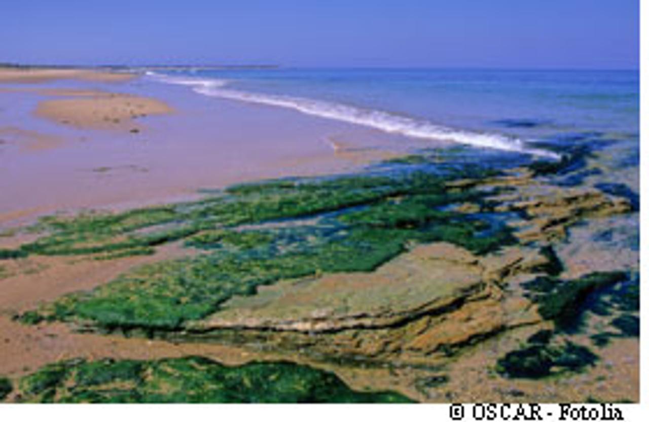 L&#39;effet du gaz émis par les algues serait plus grave sur des personnes au cœur fragile. © Oscar_Fotolia