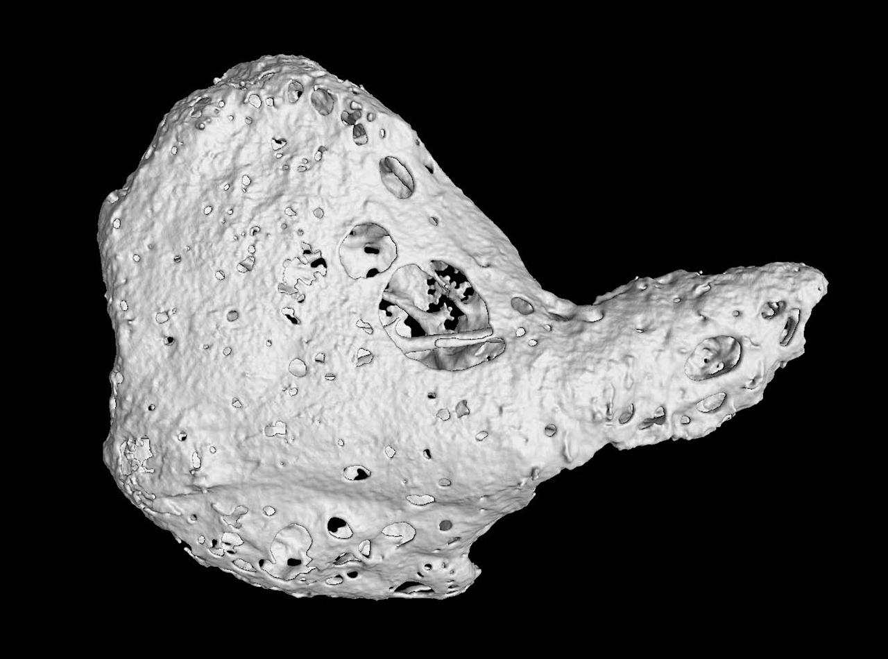 PPT - Etude morphologique et anatomique du cœur de mouton après dissection  PowerPoint Presentation - ID:235715, image size:1280x950