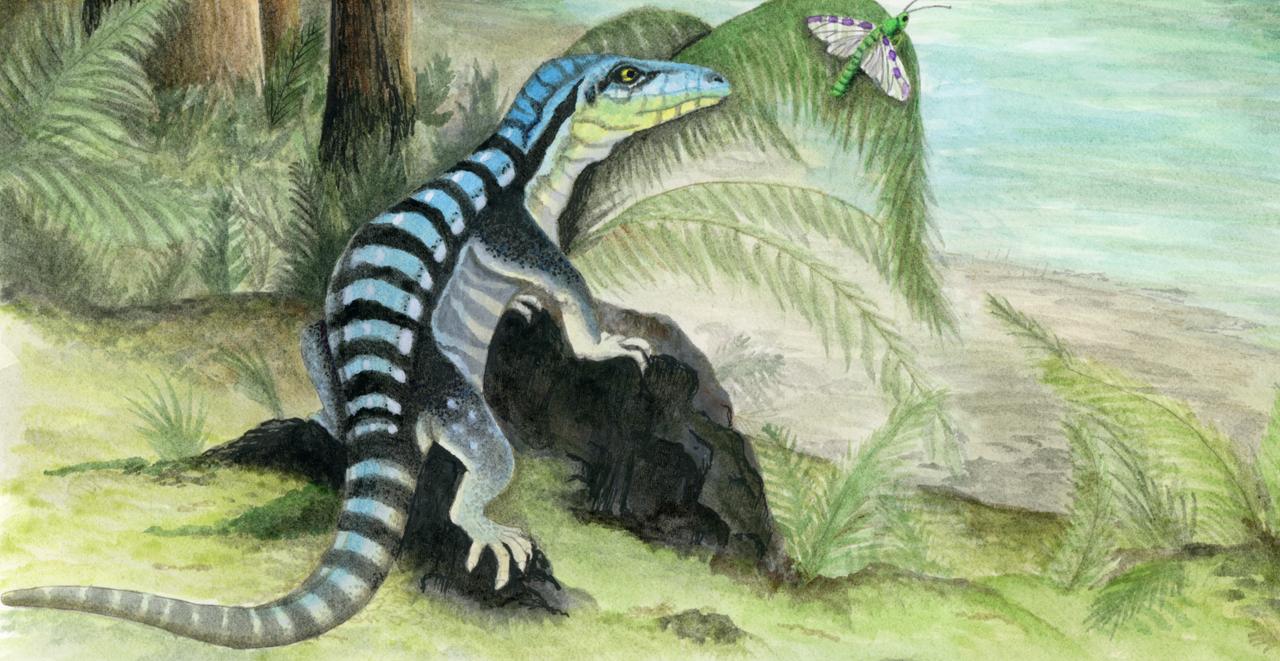 Cet iguane qui vivait en Antarctique est un ancêtre des dinosaures et des crocodiles. © Adrienne Stroup, Field Museum