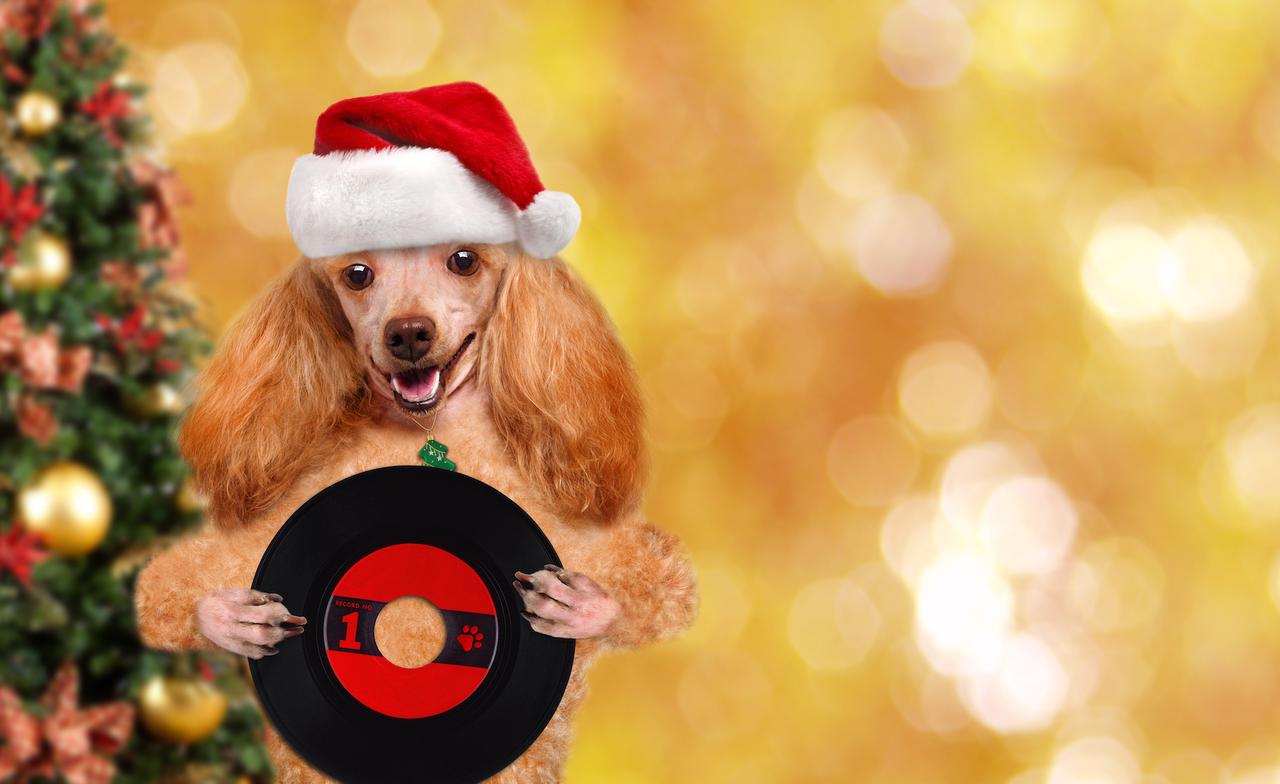 Science décalée : écoutez le premier chant de Noël pour chien, image size:1280x784
