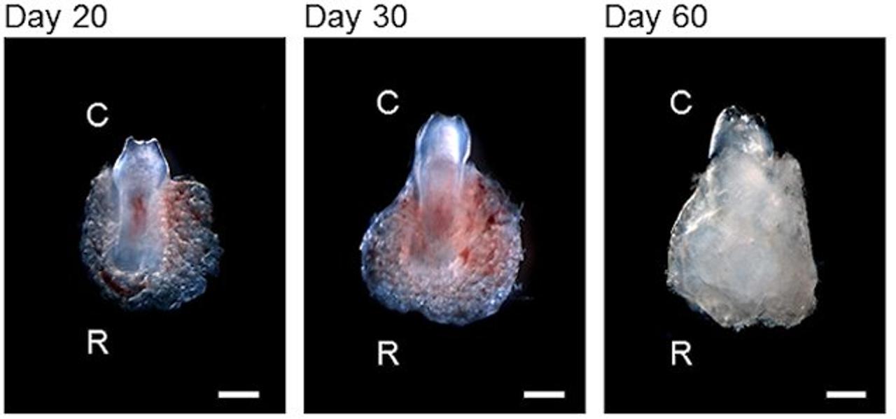 La dent en train de pousser, à 20, 30 et 60 jours. © PlosOne/Takashi Tsuji et al.