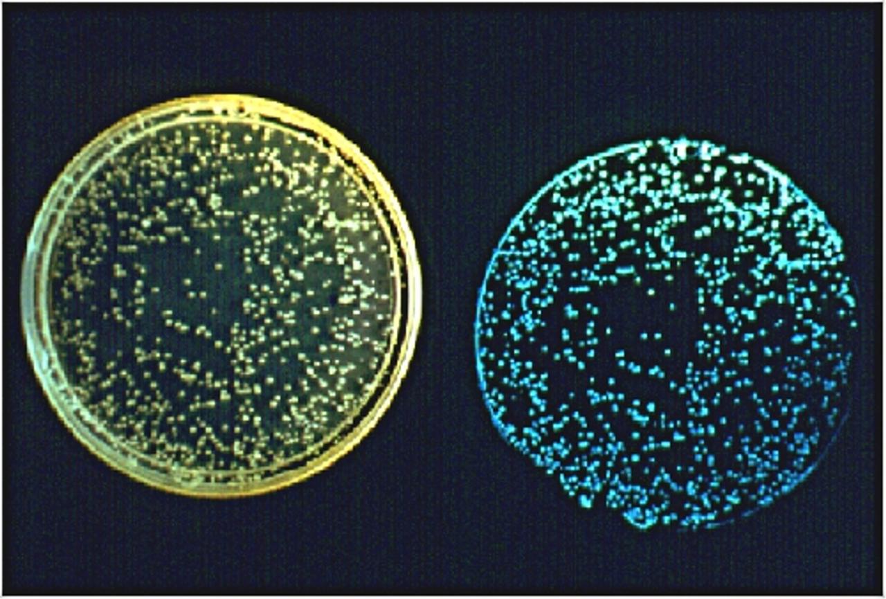 Photographie des colonies de la bactérie bioluminescente Vibrio fischeri à la lumière du jour (à gauche) et à l&#39;obscurité (à droite). Le phénomène de bioluminescence (production de lumière par des organismes vivants) est donc visible sur la partie droite de la photo. © J.-W. Hastings, université d&#39;Harvard et E.-G. Ruby, Université d&#39;Hawaï, pour la  National Science Foundation