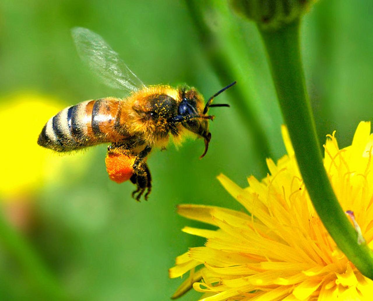 Dans une étude présentée&amp;nbsp;dans la revue Science en avril 2012, plus de 600 abeilles ont été exposées volontairement à des doses non létales de&amp;nbsp;thiaméthoxame puis&amp;nbsp;libérées.&amp;nbsp;Environ&amp;nbsp;30 % d&#39;entre elles n&#39;ont pas pu rejoindre leur ruche d&#39;origine. ©&amp;nbsp;Autan, Flickr, CC by-nc-nd 2.0