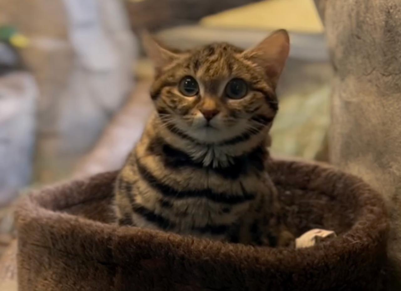 Ce chat trop mignon est le plus meurtrier au monde !, image size:1280x928