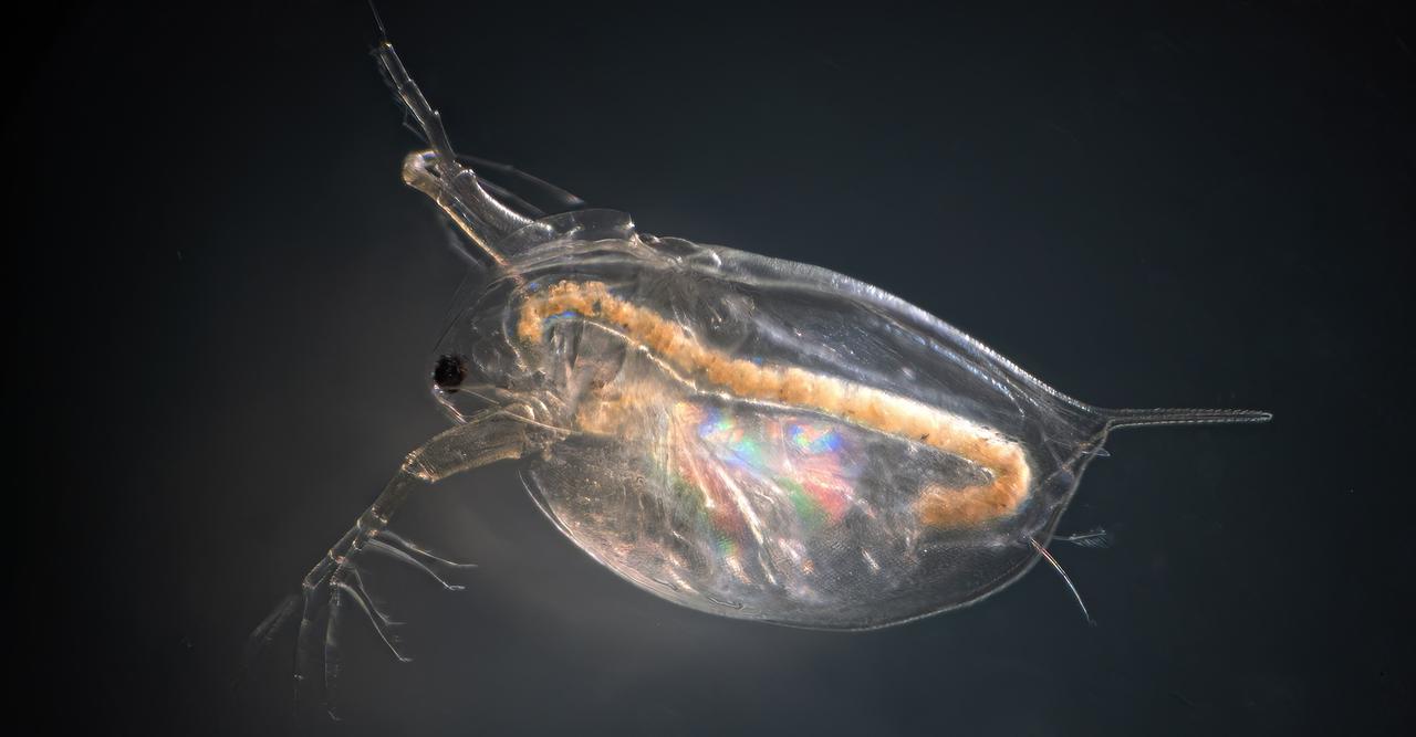 Voici le phénomène méconnu qui pourrait faire chuter des populations animales bien avant la limite critique