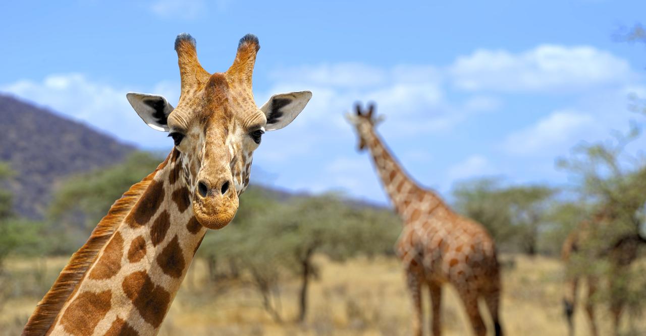 Définition | Girafe : qu'est-ce que c'est ? | Futura planète, image size:1280x667